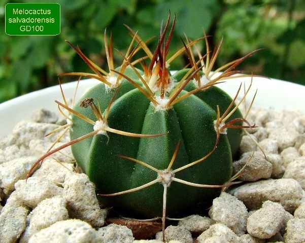 Melocactus _salvadorensis _GD100 _01